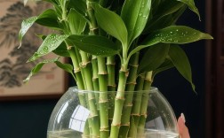 水培富贵竹哪个品种最好养？