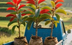 枇杷树苗哪个品种最好？