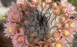 哪种仙人球品种花期最长？