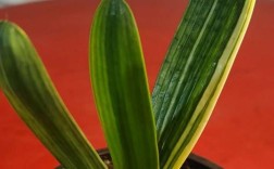 君子兰立板品种哪个好？