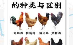 养鸡技术入门知识大全