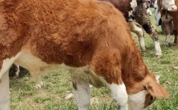 四川西门塔尔品种牛