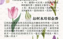 郁金香10种品种怎么区分？