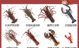龙虾品种跟名字加图片