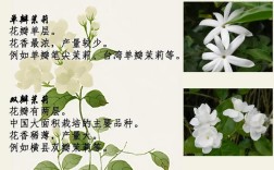 茉莉花什么品种最好最香？