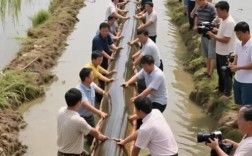 稻田养黄鳝，关键技术有哪些？