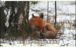 狐狸配种视频有哪些关键技术要点？