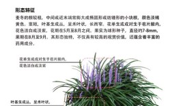 观赏麦冬种植技术有哪些关键点？