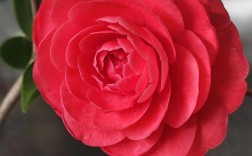 茶花红色品种有哪些？