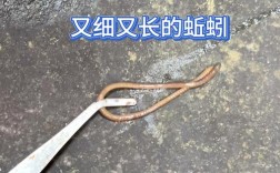 细蚯蚓是什么品种？