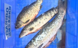 昆明鱼市草鱼 鲤鱼价格