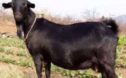 云南养的羊是什么品种