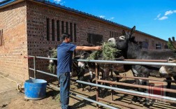肉驴饲养繁育技术要点有哪些？