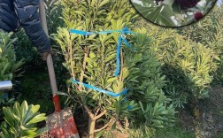 湖南杨梅树种植技术有哪些关键要点？