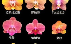 蝴蝶兰最珍贵品种是哪些？