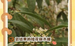 结果的桂花是什么品种
