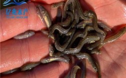 台湾泥鳅2025年价格会涨还是会跌？