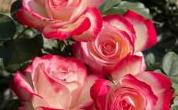 哪些月季品种最好看？