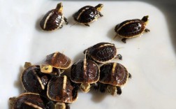 黄缘龟养殖技术视频，新手该怎么学？