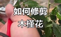 南方桑树修剪有何管理技术要点？
