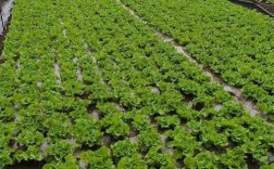 大棚白菜种植技术视频，关键点有哪些？