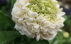 虎头茉莉什么品种最好养又健壮？