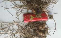 七叶一支花怎么种？关键技术有哪些？