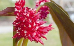 芋叶子带红点是品种特性吗？