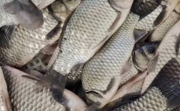 鲫鱼养殖技术视频，如何高效养殖？