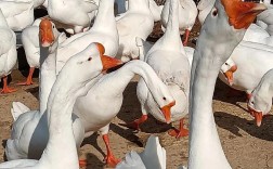 安徽养鹅选什么品种最合适？