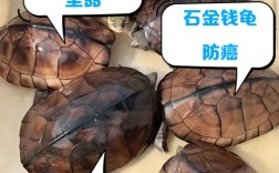 南宁石龟2025价格会涨还是跌？