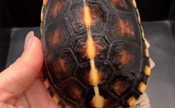 2025年安南龟苗价格会涨还是跌？