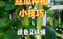 丝瓜家庭种植技术有哪些要点？