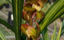 兰花最好的品种是那种