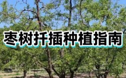 枣树如何科学种植与管理？