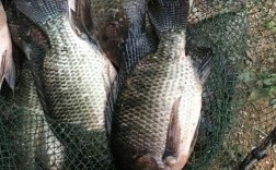 广西吉富罗非鱼养殖技术有哪些关键要点？