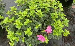 美国杜鹃花有哪些常见品种？