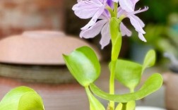 水布代花品种有多少