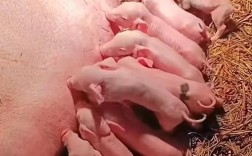 母猪养殖管理视频有哪些关键技术要点？