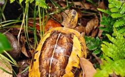 2025黄额闭壳龟价格会涨还是跌？