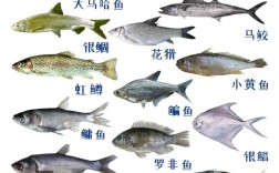 哪些鱼类是主要经济水产品？