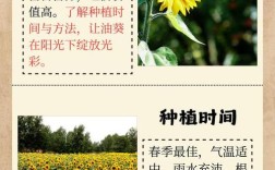 夏季油葵种植技术要点有哪些？