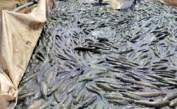 2025年黑鱼塘口价格会涨还是跌？