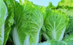 夏季白菜种什么品种好？