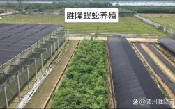 蜈蚣生态养殖技术视频要点有哪些？