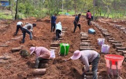 野生茯苓怎么种植？视频教你技术！