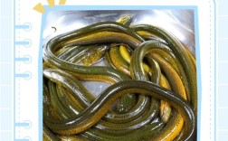 黄鳝养殖技术有哪些关键点？