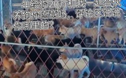 狗的养殖技术有哪些关键要点？