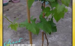 盆栽葡萄技术CCTV，如何在家种好？
