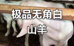 无角种公羊有哪些品种？